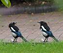 Click image for larger version. 

Name:	SH5568 -090806-Magpie Pica pica DOUBLE.jpg 
Views:	170 
Size:	273.5 KB 
ID:	11065