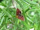 Click image for larger version. 

Name:	08-06-02-3593-Pyrausta aurata 18-22mm.jpg 
Views:	208 
Size:	354.4 KB 
ID:	11111