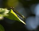 Click image for larger version. 

Name:	female_banded_demoiselle_P8160066.jpg 
Views:	98 
Size:	125.0 KB 
ID:	11133