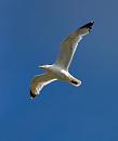 Click image for larger version. 

Name:	seagull 1.jpg 
Views:	155 
Size:	252.0 KB 
ID:	1116