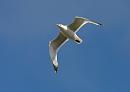 Click image for larger version. 

Name:	seagull 2.jpg 
Views:	152 
Size:	165.7 KB 
ID:	1117