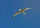 Click image for larger version. 

Name:	seagull 3.jpg 
Views:	151 
Size:	201.7 KB 
ID:	1118