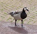 Click image for larger version. 

Name:	Barnacle_Goose.jpg 
Views:	217 
Size:	315.1 KB 
ID:	1119