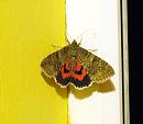 Click image for larger version. 

Name:	SH8978 -090816-Red Underwing - Catocala_nupta.jpg 
Views:	365 
Size:	311.9 KB 
ID:	11192