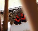 Click image for larger version. 

Name:	SH9005 -090817-Red Underwing-Catocala_nupta.jpg 
Views:	357 
Size:	289.3 KB 
ID:	11193