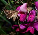 Click image for larger version. 

Name:	SH9522 -0908 20-Silver_Y - Autographa_gamma.jpg 
Views:	145 
Size:	392.6 KB 
ID:	11199