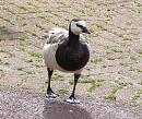 Click image for larger version. 

Name:	Barnacle_Goose1.jpg 
Views:	206 
Size:	238.4 KB 
ID:	1120