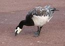 Click image for larger version. 

Name:	Barnacle_Goose2.jpg 
Views:	213 
Size:	272.2 KB 
ID:	1121