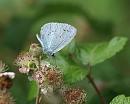 Click image for larger version. 

Name:	SH0288 -090720-Holly Blue Male - Celastrina_argiolus.jpg 
Views:	155 
Size:	458.6 KB 
ID:	11216