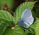 Click image for larger version. 

Name:	SH0371 -090720-Holly Blue Male - Celastrina_argiolus.jpg 
Views:	167 
Size:	318.6 KB 
ID:	11217
