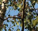 Click image for larger version. 

Name:	SH7153 -090813-Long tailed Tit - Aegithalos_caudatus.jpg 
Views:	152 
Size:	340.2 KB 
ID:	11256