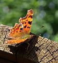Click image for larger version. 

Name:	SH0530 -0909 04-Comma - Polygonia_c-album.jpg 
Views:	160 
Size:	454.6 KB 
ID:	11304