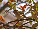 Click image for larger version. 

Name:	chiffchaff_P9141218.jpg 
Views:	151 
Size:	225.1 KB 
ID:	11383