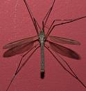 Click image for larger version. 

Name:	SH1753 -0909 16-Crane Fly - Family Tipulidae-Daddy Long Legs .jpg 
Views:	35250 
Size:	244.9 KB 
ID:	11407