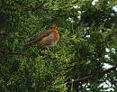 Click image for larger version. 

Name:	SH2046 -0909 20-Robin Erithacus_rubecula.jpg 
Views:	158 
Size:	340.5 KB 
ID:	11423