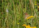 Click image for larger version. 

Name:	SH8557 -0908 16-Small_blue-Cupido_ minimus-Painted_Lady-Vanessa_cardui.jpg 
Views:	194 
Size:	390.6 KB 
ID:	11424