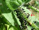 Click image for larger version. 

Name:	SH4178 -080610-Ants farming aphids.jpg 
Views:	273 
Size:	482.3 KB 
ID:	11442