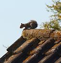 Click image for larger version. 

Name:	SH2448 -0909 25-squirrel.jpg 
Views:	141 
Size:	336.2 KB 
ID:	11455