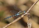 Click image for larger version. 

Name:	migrant_hawker_P9241461.jpg 
Views:	209 
Size:	177.7 KB 
ID:	11473