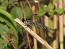 Click image for larger version. 

Name:	migrant_hawker_P9241451.jpg 
Views:	191 
Size:	188.0 KB 
ID:	11474