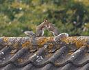 Click image for larger version. 

Name:	SH2596 -0909 26-squirrel.jpg 
Views:	170 
Size:	281.4 KB 
ID:	11481