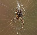 Click image for larger version. 

Name:	Clerck_Female_spider_P9231389.jpg 
Views:	990 
Size:	208.3 KB 
ID:	11484