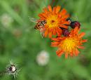 Click image for larger version. 

Name:	SH6150 -090808-Marmalade_Fly-Hoverfly-Episyrphus_balteatus.jpg 
Views:	190 
Size:	295.1 KB 
ID:	11573