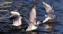 Click image for larger version. 

Name:	Gulls on the river2.jpg 
Views:	230 
Size:	621.9 KB 
ID:	11590