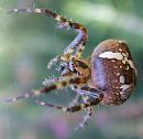 Click image for larger version. 

Name:	SH5255-Clerck spider - Araneus_diadematus.jpg 
Views:	220 
Size:	322.1 KB 
ID:	11616