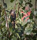 Click image for larger version. 

Name:	SH4476 0910 13-Sparrow-Passer_domesticus.jpg 
Views:	171 
Size:	303.4 KB 
ID:	11623