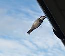 Click image for larger version. 

Name:	SH5303 -090806-Sparrow Passer Domesticus.jpg 
Views:	194 
Size:	356.7 KB 
ID:	11631