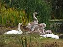 Click image for larger version. 

Name:	cygnets_PA141975.jpg 
Views:	200 
Size:	405.5 KB 
ID:	11637