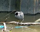 Click image for larger version. 

Name:	SH3985 -080606-Coot-Fulica_atra.jpg 
Views:	203 
Size:	327.8 KB 
ID:	11656