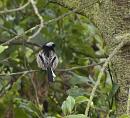 Click image for larger version. 

Name:	PA205465-Long tailed Tit-Aegithalos_caudatus.jpg 
Views:	131 
Size:	301.4 KB 
ID:	11667