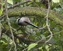Click image for larger version. 

Name:	SH5474 -0910 20-Long Tailed Tit-Aegithalos_caudatus.jpg 
Views:	139 
Size:	272.1 KB 
ID:	11668