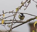 Click image for larger version. 

Name:	PA205462-Great_Tit-Parus_major.jpg 
Views:	137 
Size:	265.9 KB 
ID:	11669