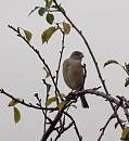 Click image for larger version. 

Name:	SH5386 -0910 20-Sparrow-Passer_domesticus.jpg 
Views:	142 
Size:	245.2 KB 
ID:	11671