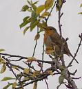 Click image for larger version. 

Name:	SH4908 -0910 15-Robin-Erithacus_rubecula.jpg 
Views:	141 
Size:	242.6 KB 
ID:	11728