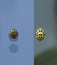 Click image for larger version. 

Name:	SH6270 -0910 25-22 spot ladybird-Psyllobora 22-punctata.jpg 
Views:	194 
Size:	185.1 KB 
ID:	11731