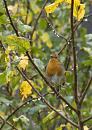 Click image for larger version. 

Name:	SH6576 -0910 27-Robin-Erithacus_rubecula.jpg 
Views:	154 
Size:	307.8 KB 
ID:	11733