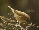 Click image for larger version. 

Name:	chiffchaff_filtered_small.jpg 
Views:	368 
Size:	180.6 KB 
ID:	1174