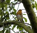 Click image for larger version. 

Name:	6767 -0910 28-Robin-Erithacus_rubecula.jpg 
Views:	161 
Size:	328.0 KB 
ID:	11740