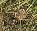 Click image for larger version. 

Name:	SH7220 -0910 30-Painted Lady-Vanessa_cardui.jpg 
Views:	145 
Size:	293.3 KB 
ID:	11781