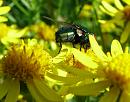 Click image for larger version. 

Name:	SH8360 - 0807 30-Greenbottle Fly.jpg 
Views:	150 
Size:	294.2 KB 
ID:	11855