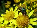 Click image for larger version. 

Name:	SH8366 - 0807 30-Greenbottle Fly.jpg 
Views:	152 
Size:	334.8 KB 
ID:	11856