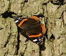 Click image for larger version. 

Name:	November Butterfly 2.jpg 
Views:	306 
Size:	268.5 KB 
ID:	11878
