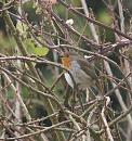 Click image for larger version. 

Name:	SH8417 -0911 25-Robin-Erithacus_rubecula.jpg 
Views:	154 
Size:	360.0 KB 
ID:	11914