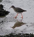 Click image for larger version. 

Name:	Redshank 1.JPG 
Views:	673 
Size:	243.2 KB 
ID:	11954