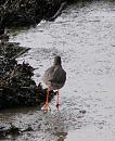 Click image for larger version. 

Name:	Redshank 2.JPG 
Views:	230 
Size:	230.3 KB 
ID:	11955