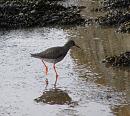 Click image for larger version. 

Name:	Redshank 3.jpg 
Views:	311 
Size:	242.2 KB 
ID:	11956